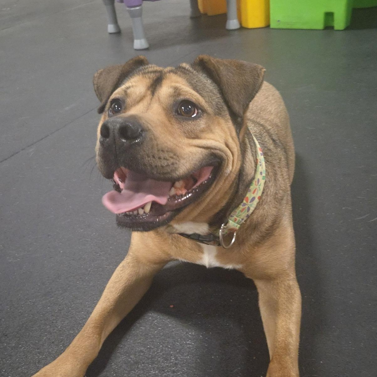 Enlarge Clover, a ADOPTABLE Mixed Breed in Oak Park, MI image 2/4