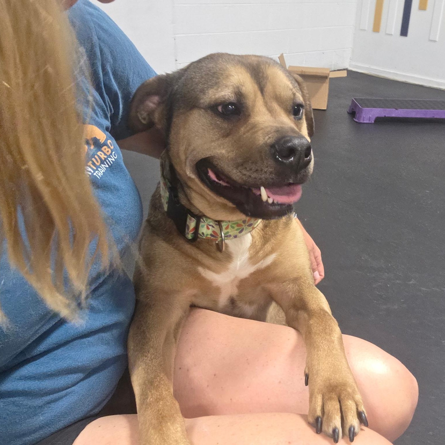 Enlarge Clover, a ADOPTABLE Mixed Breed in Oak Park, MI image 3/4