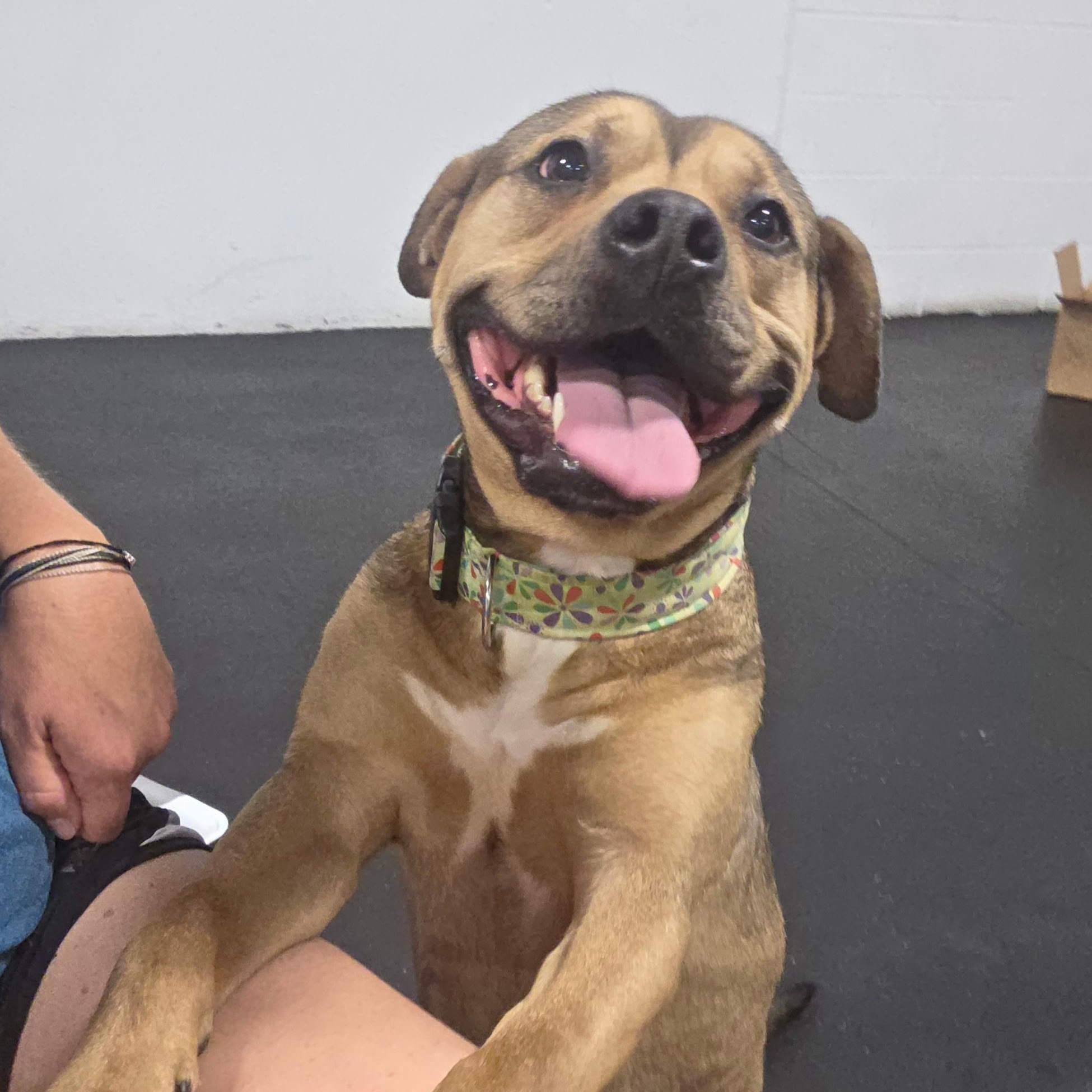 Enlarge Clover, a ADOPTABLE Mixed Breed in Oak Park, MI image 1/4