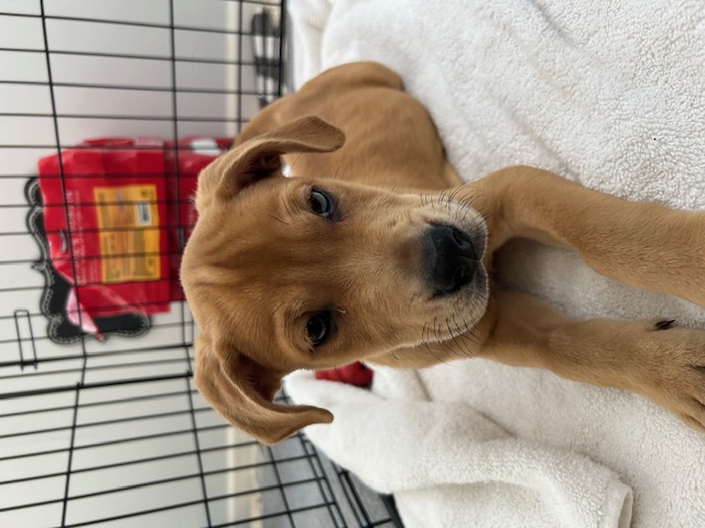 Enlarge Mitchell, a Adopted Labrador Retriever in Stamford, CT image 2/4