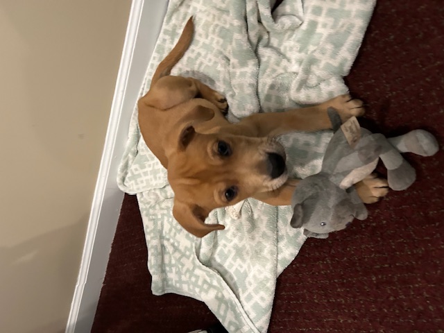 Enlarge Mitchell, a Adopted Labrador Retriever in Stamford, CT image 3/4