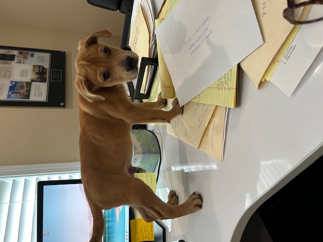 Enlarge Mitchell, a Adopted Labrador Retriever in Stamford, CT image 4/4