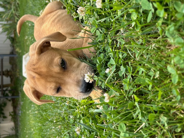 Enlarge Mitchell, a Adopted Labrador Retriever in Stamford, CT image 1/4