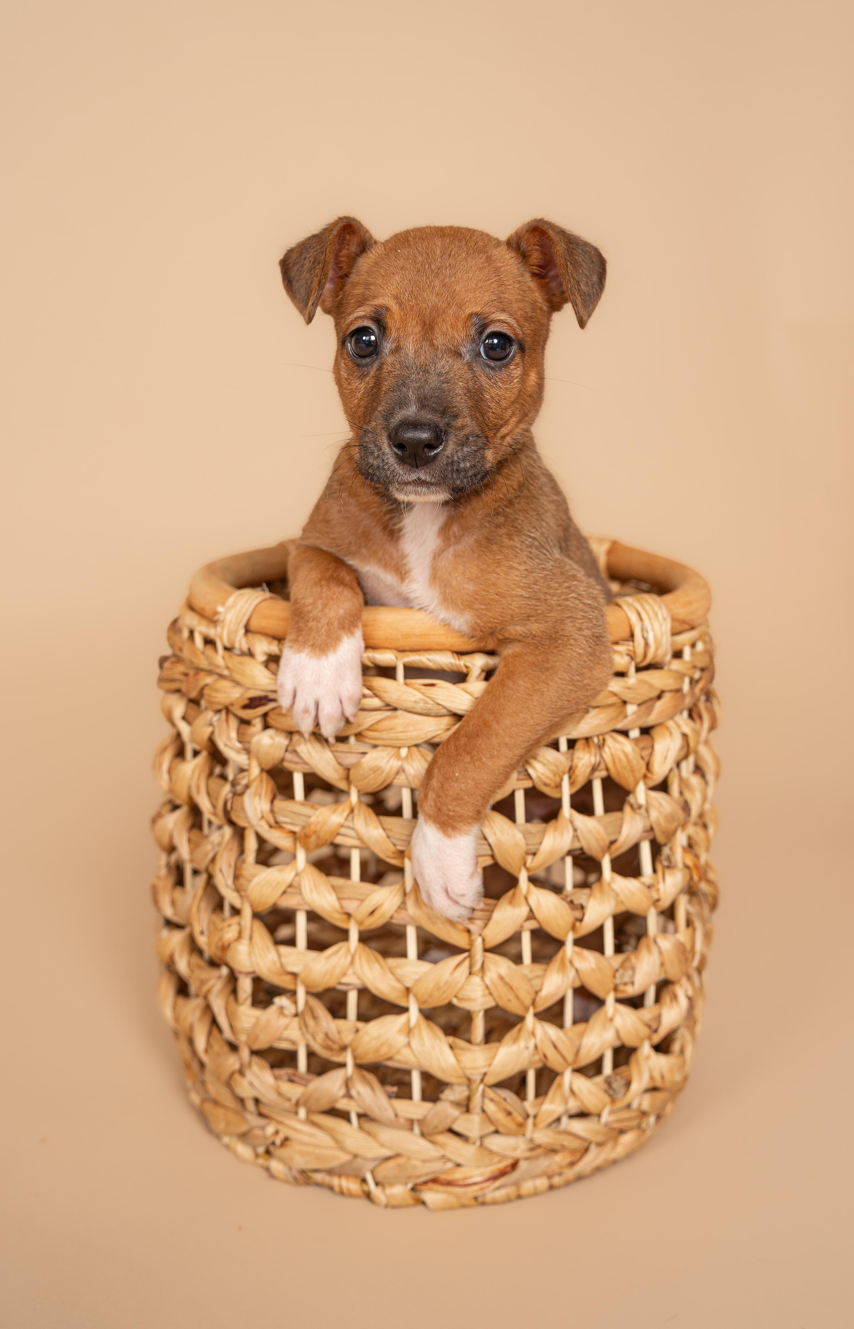 Pudding, Adoptable, Young Male Chihuahua & Jack Russell Terrier.