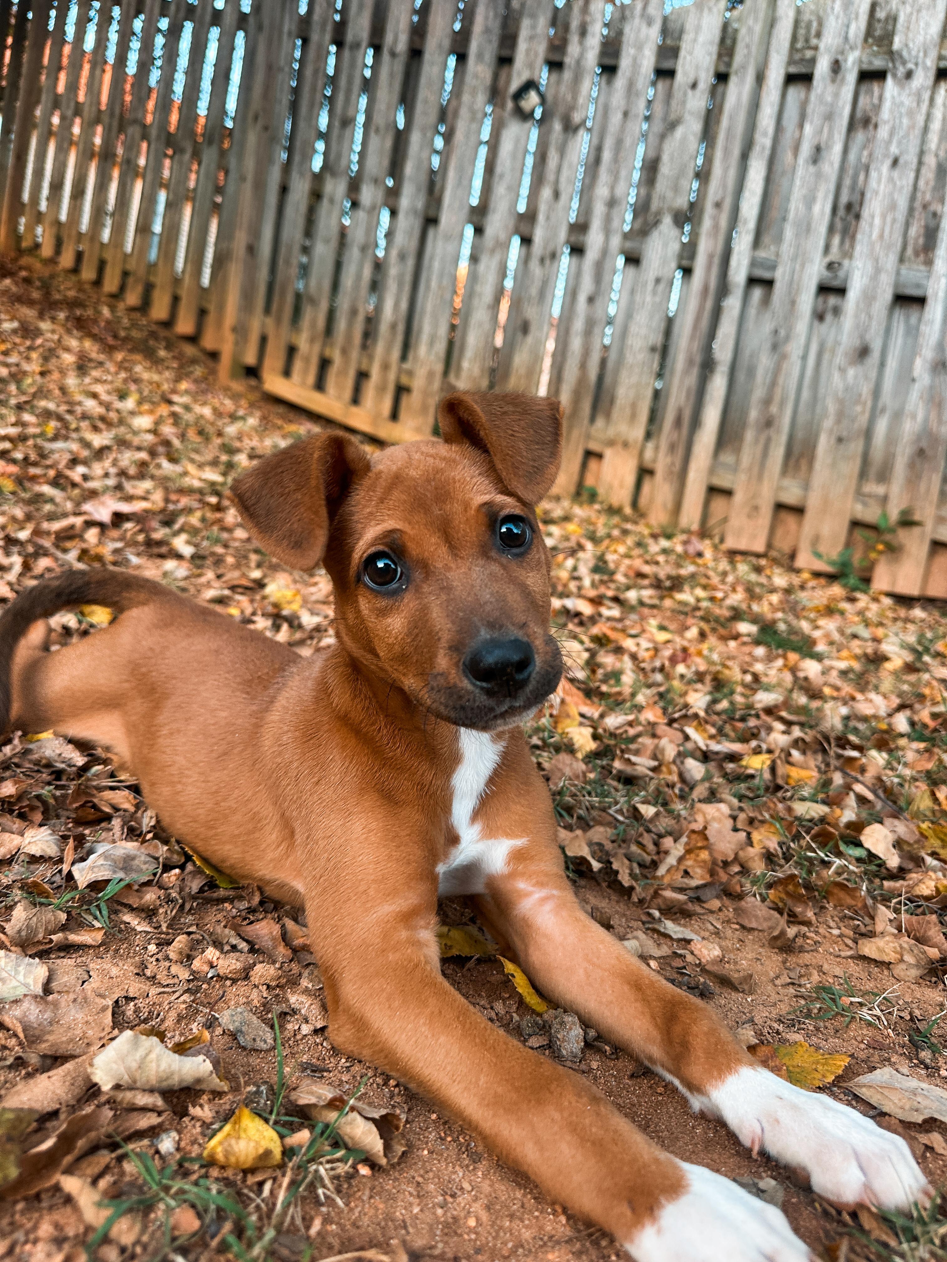 Enlarge Pudding, a Adoptable mixed breed in MOORESVILLE, NC image 2/4