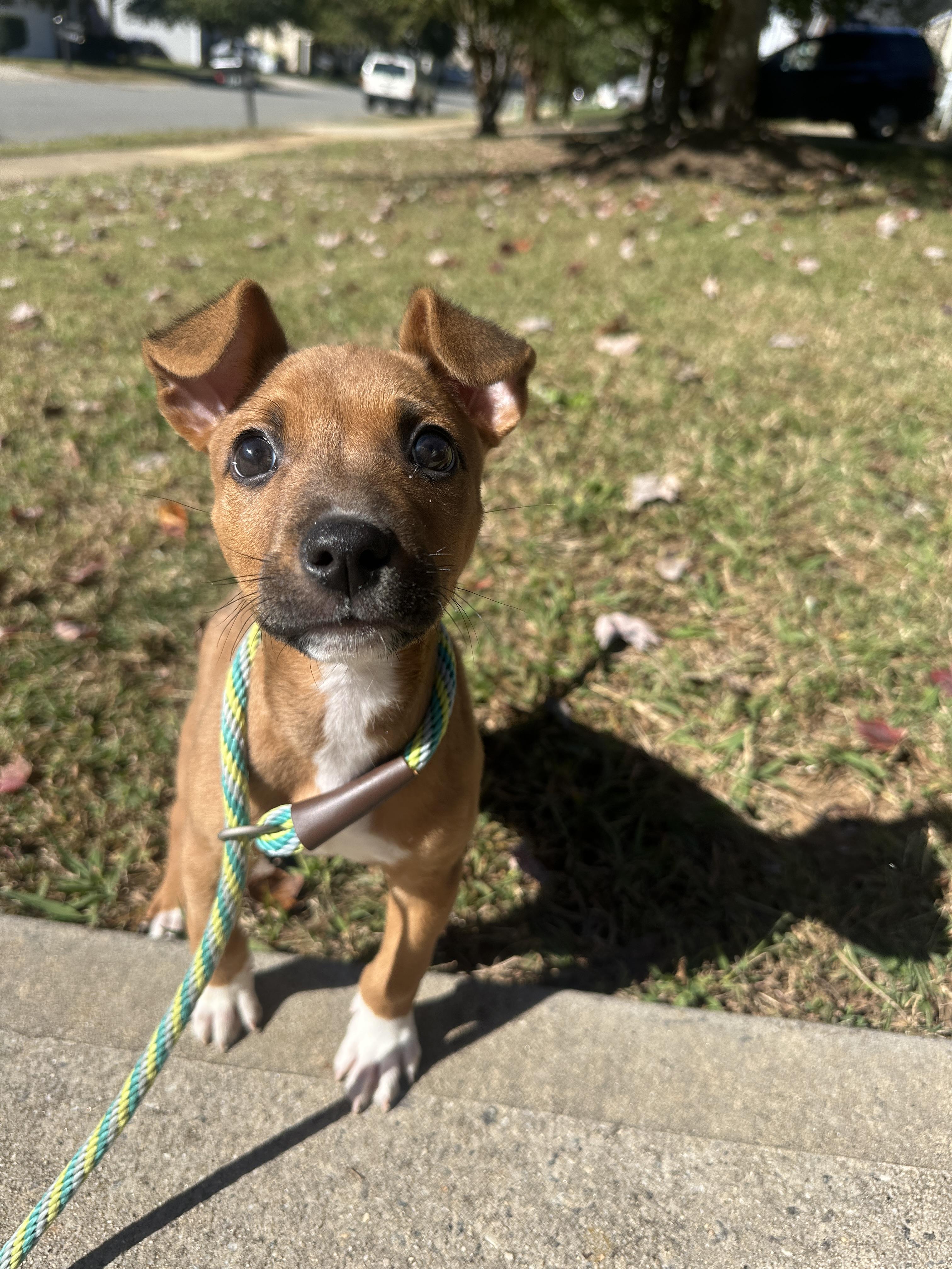Enlarge Pudding, a Adoptable mixed breed in MOORESVILLE, NC image 3/4