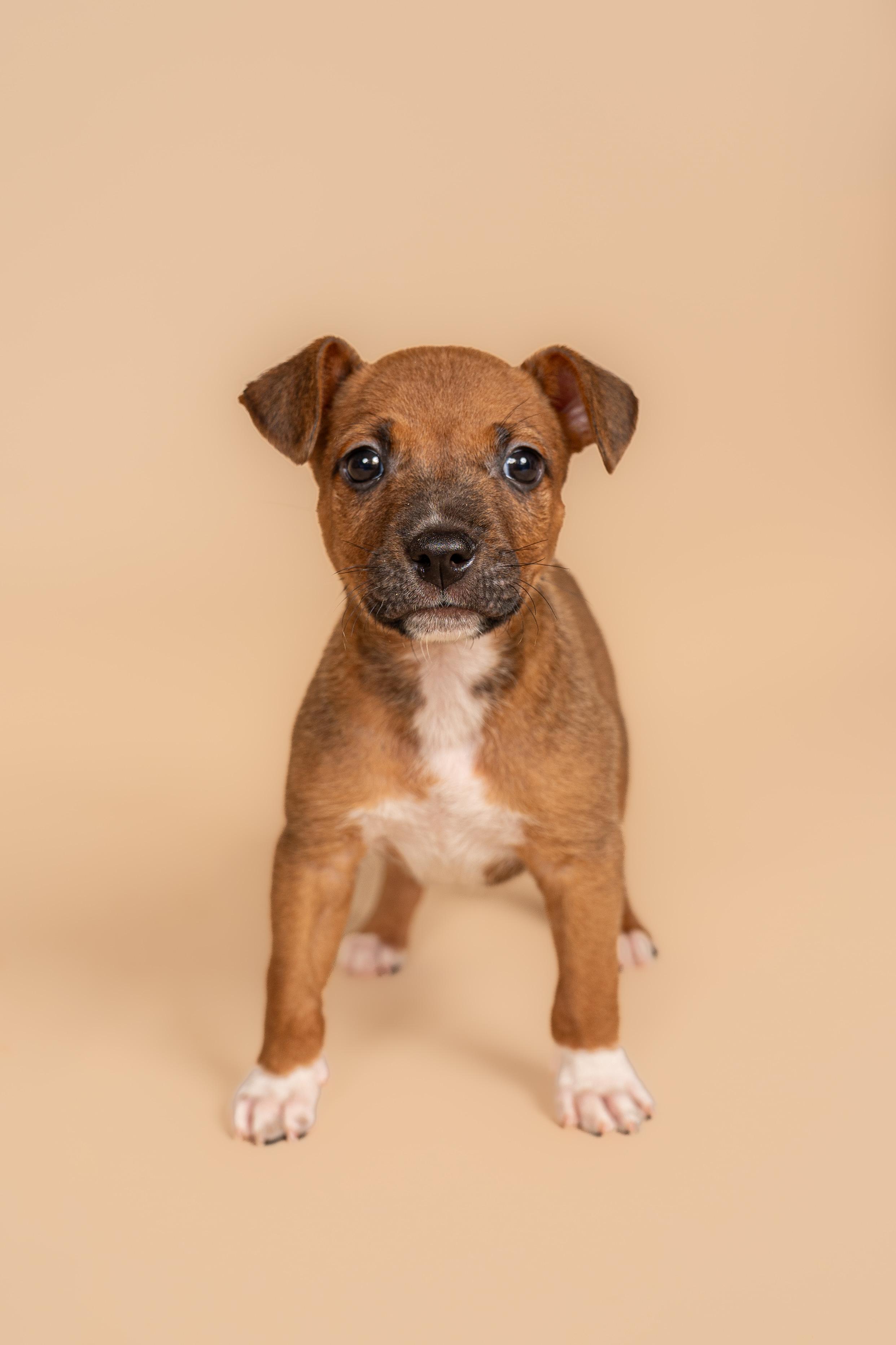 Enlarge Pudding, a Adoptable mixed breed in MOORESVILLE, NC image 4/4