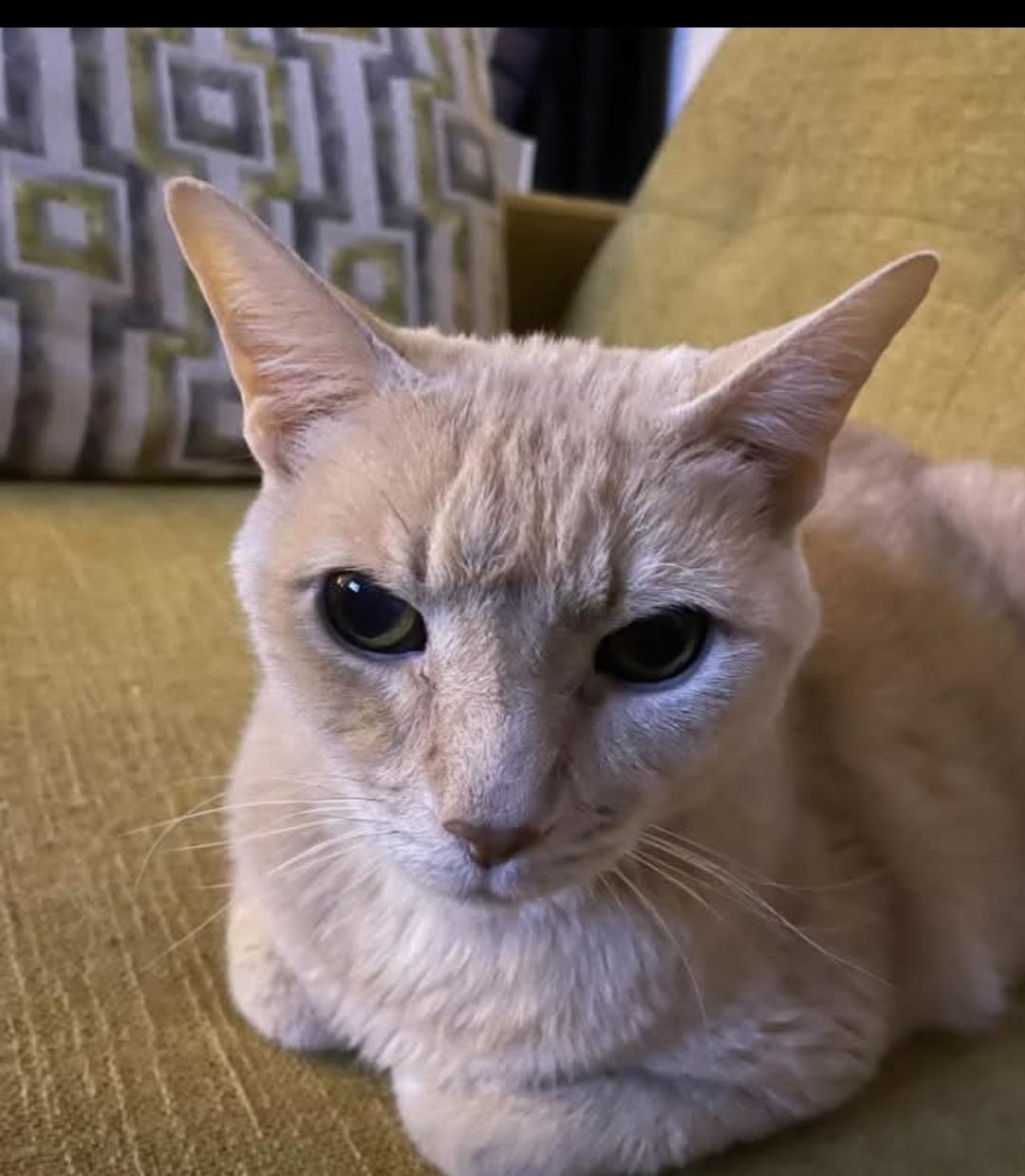 Enlarge Sonny James, a ADOPTABLE Domestic Short Hair in Nashville, TN image 1/2