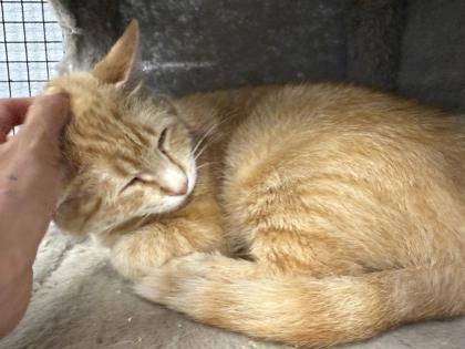 Enlarge Potato, a Adoptable mixed breed in Mount Pleasant, IA image 1/3