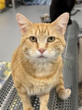 Enlarge Potato, a Adoptable mixed breed in Mount Pleasant, IA image 2/3