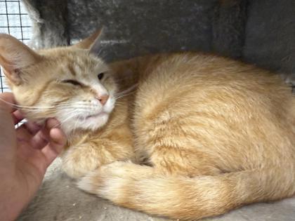 Enlarge Potato, a Adoptable mixed breed in Mount Pleasant, IA image 3/3
