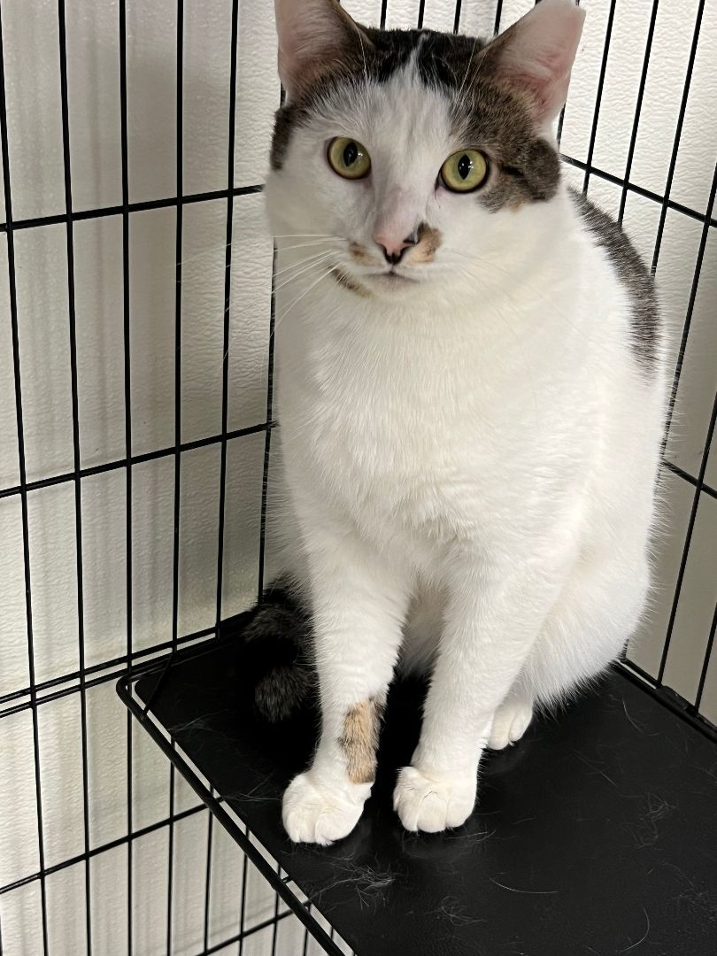 Clippy & Mouse thumbnail 3