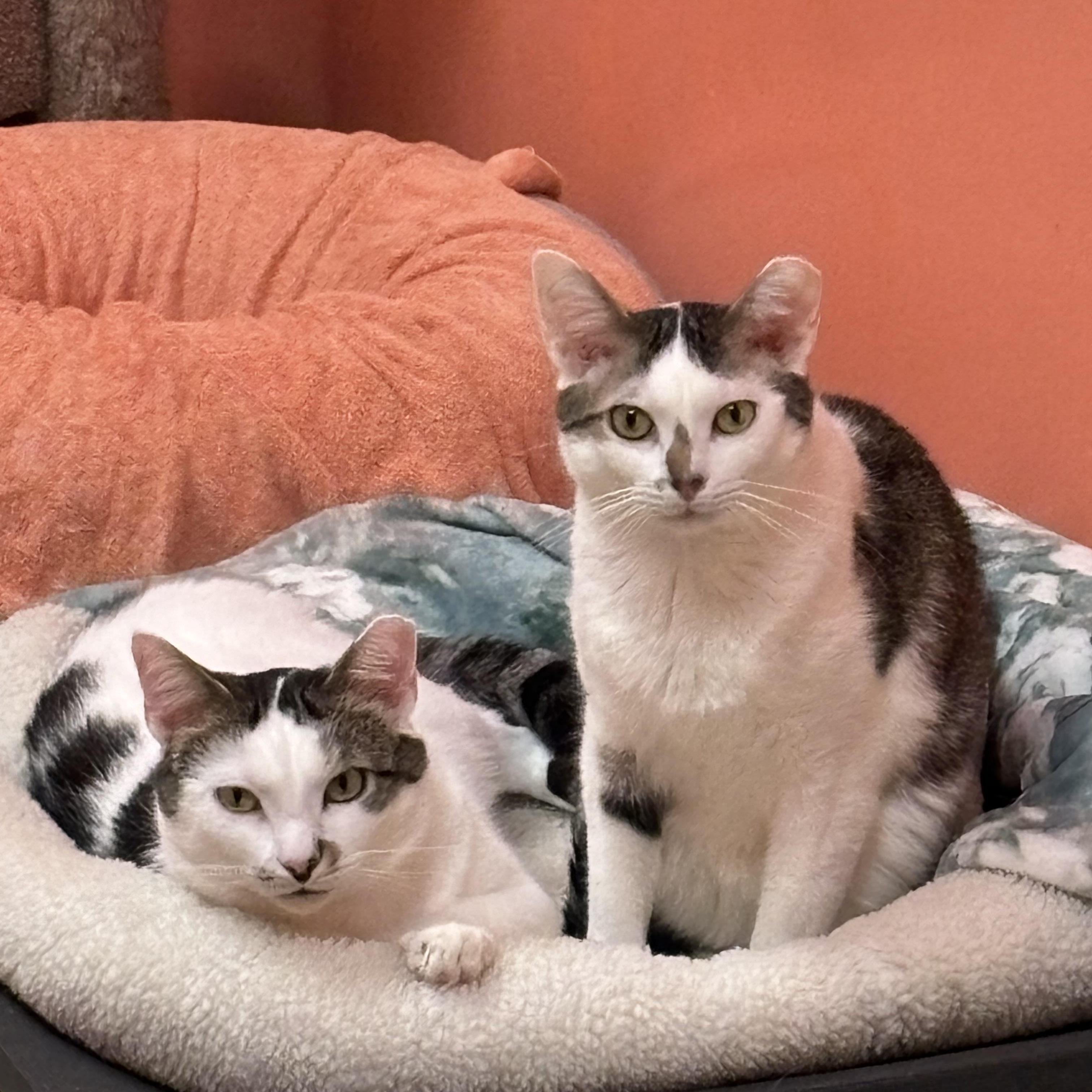 Clippy & Mouse thumbnail 4