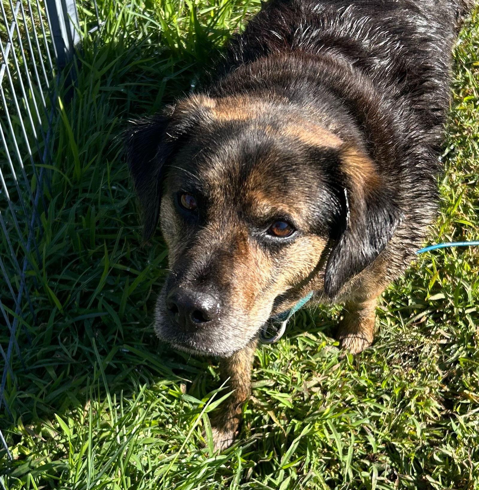 Enlarge MADDIE, a Adoptable Shepherd in Holbrook, NY image 1/3