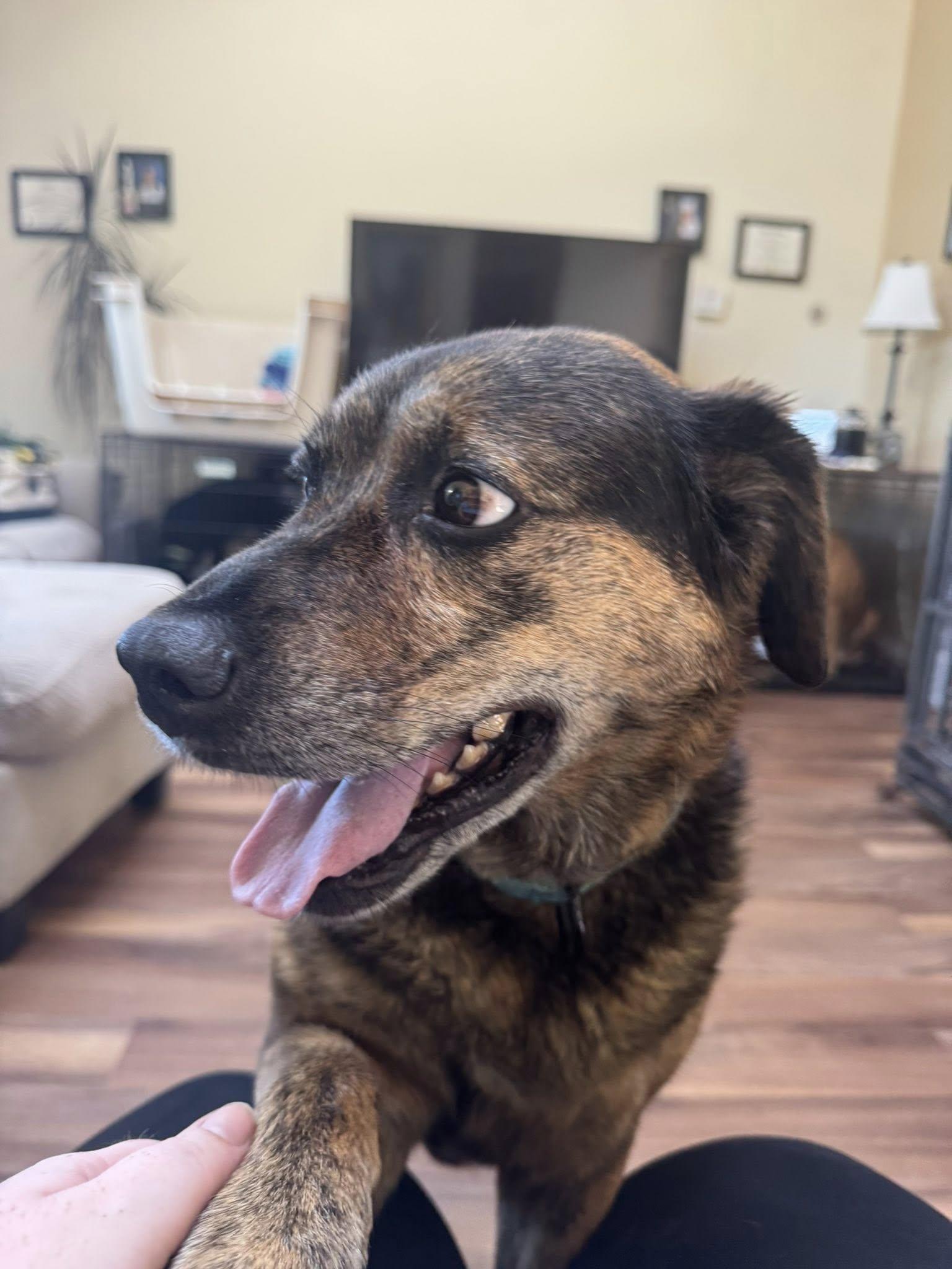 Enlarge MADDIE, a Adoptable Shepherd in Holbrook, NY image 3/3