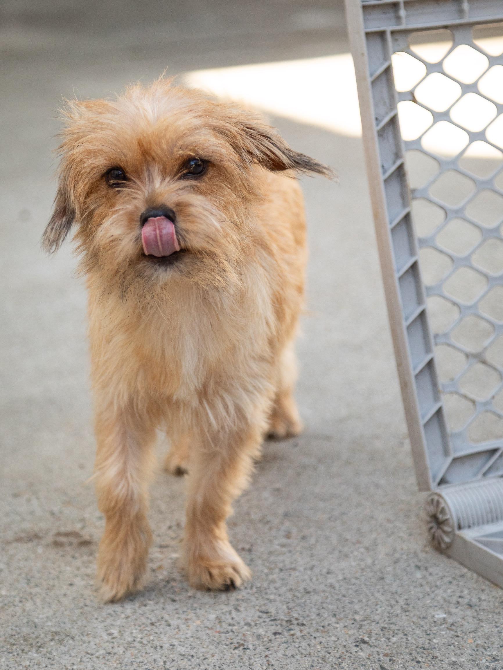 Enlarge Chiqui, a ADOPTABLE Terrier in Los Angeles, CA image 5/6
