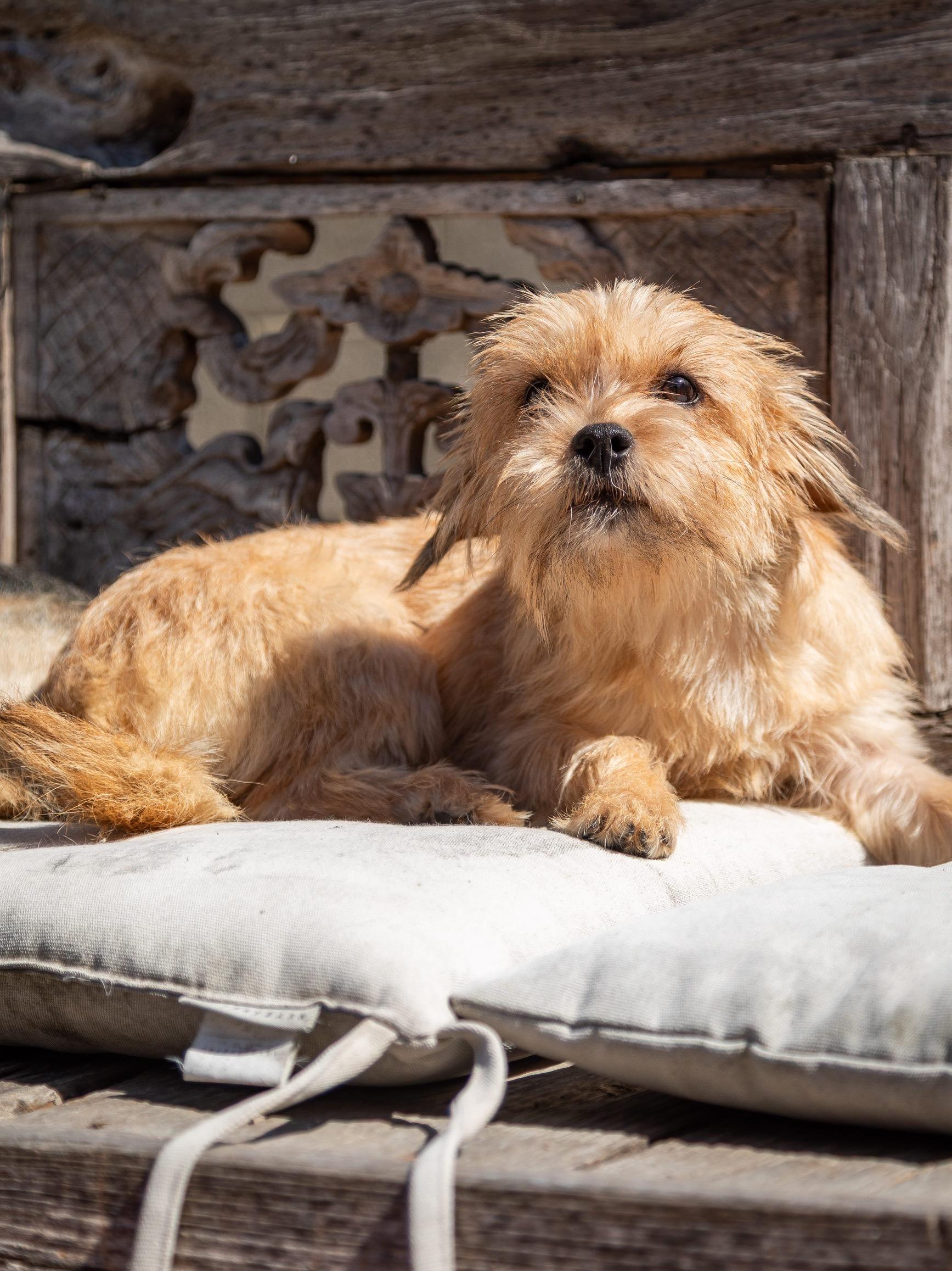 Chiqui, ADOPTABLE, Young Female Terrier.