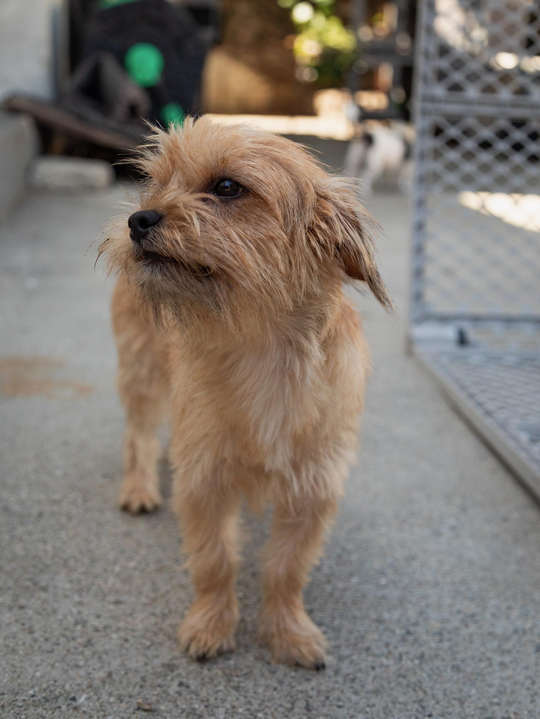Enlarge Chiqui, a ADOPTABLE Terrier in Los Angeles, CA image 2/6