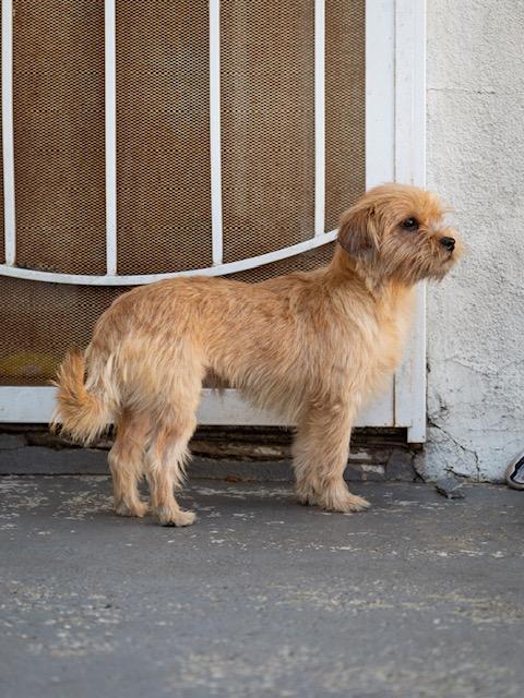 Enlarge Chiqui, a ADOPTABLE Terrier in Los Angeles, CA image 4/6