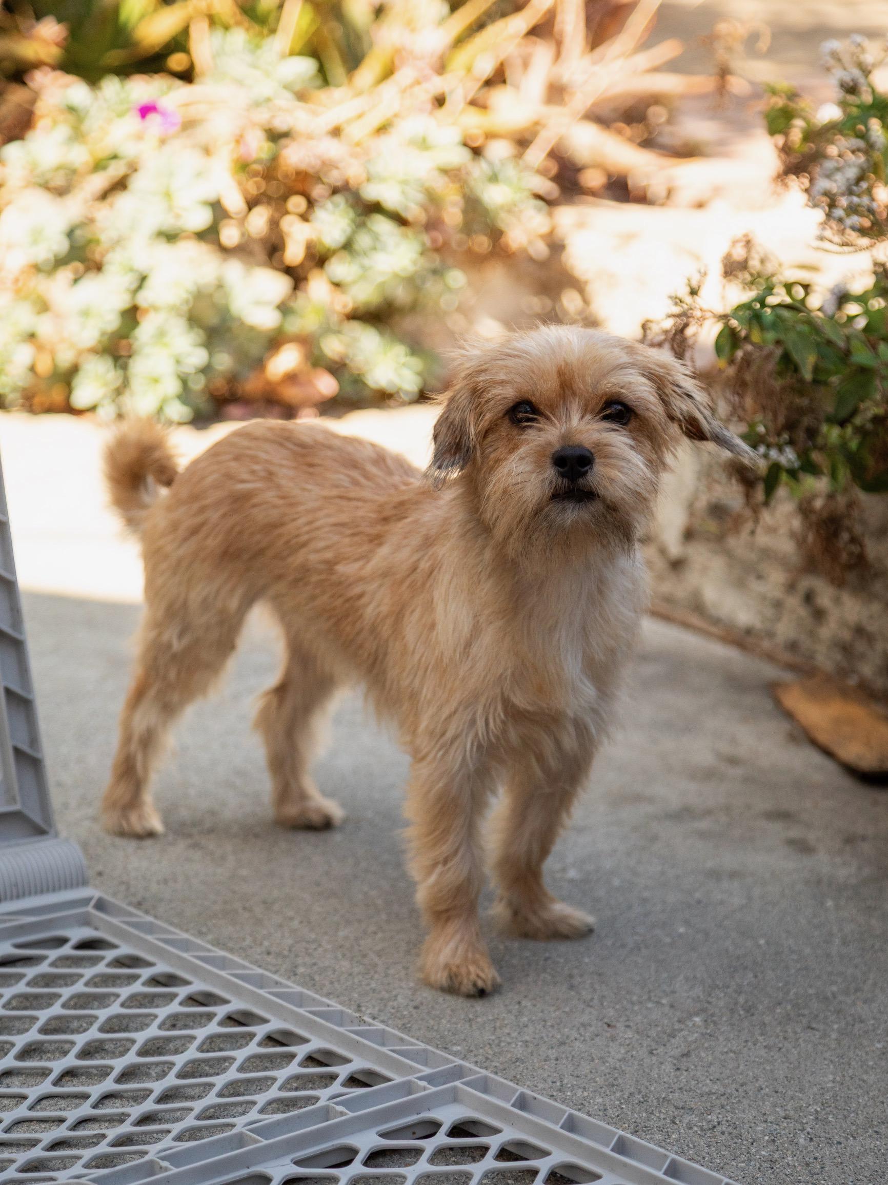 Enlarge Chiqui, a ADOPTABLE Terrier in Los Angeles, CA image 6/6