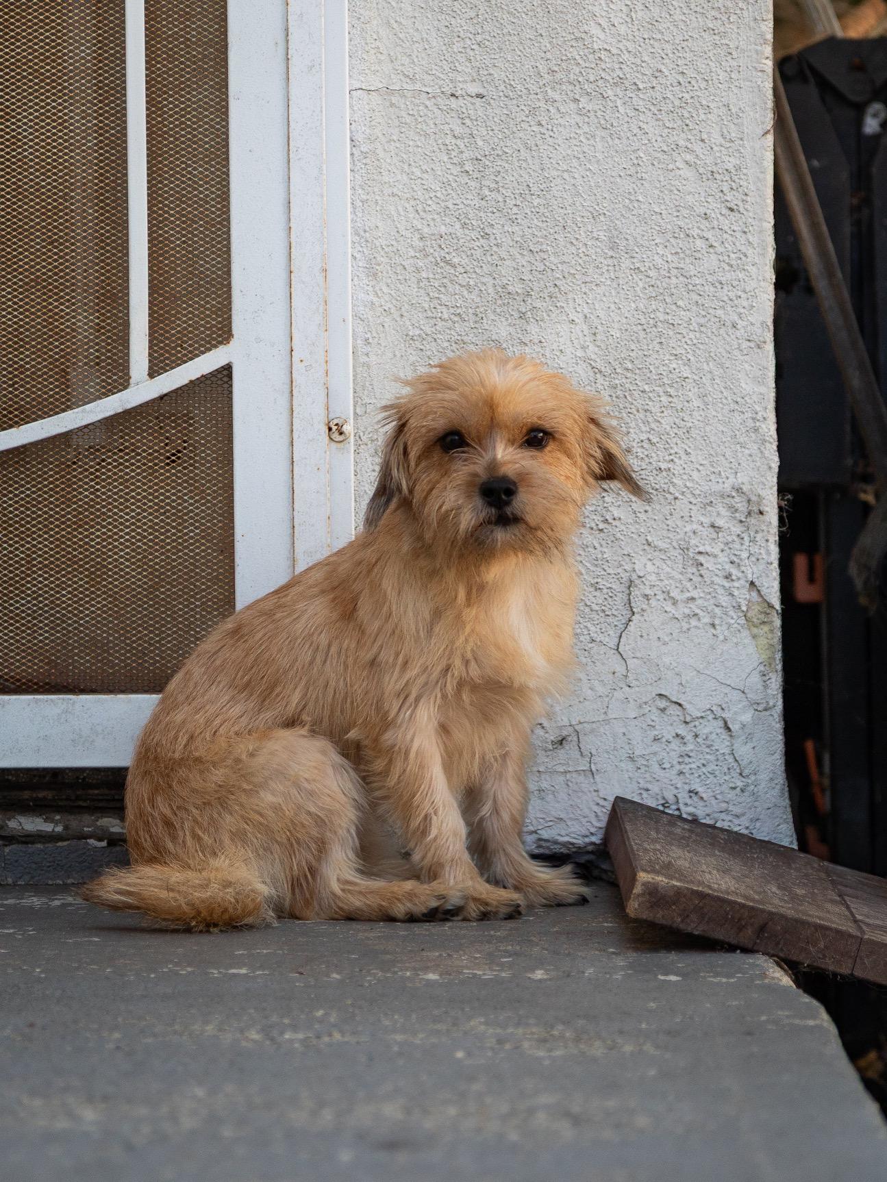 Enlarge Chiqui, a ADOPTABLE Terrier in Los Angeles, CA image 3/6