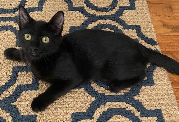 Charlie, Adoptable, Kitten Female Domestic Short Hair.