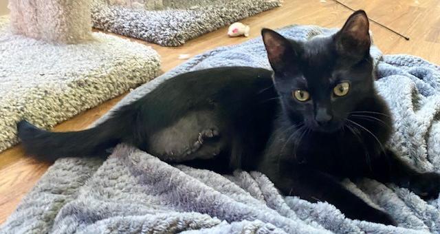 Charlie, a Adoptable Domestic Short Hair in Shawnee, KS image 2/3