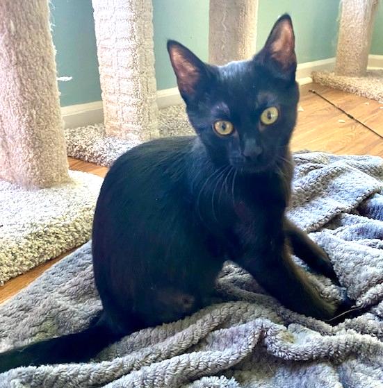 Charlie, a Adoptable Domestic Short Hair in Shawnee, KS image 3/3