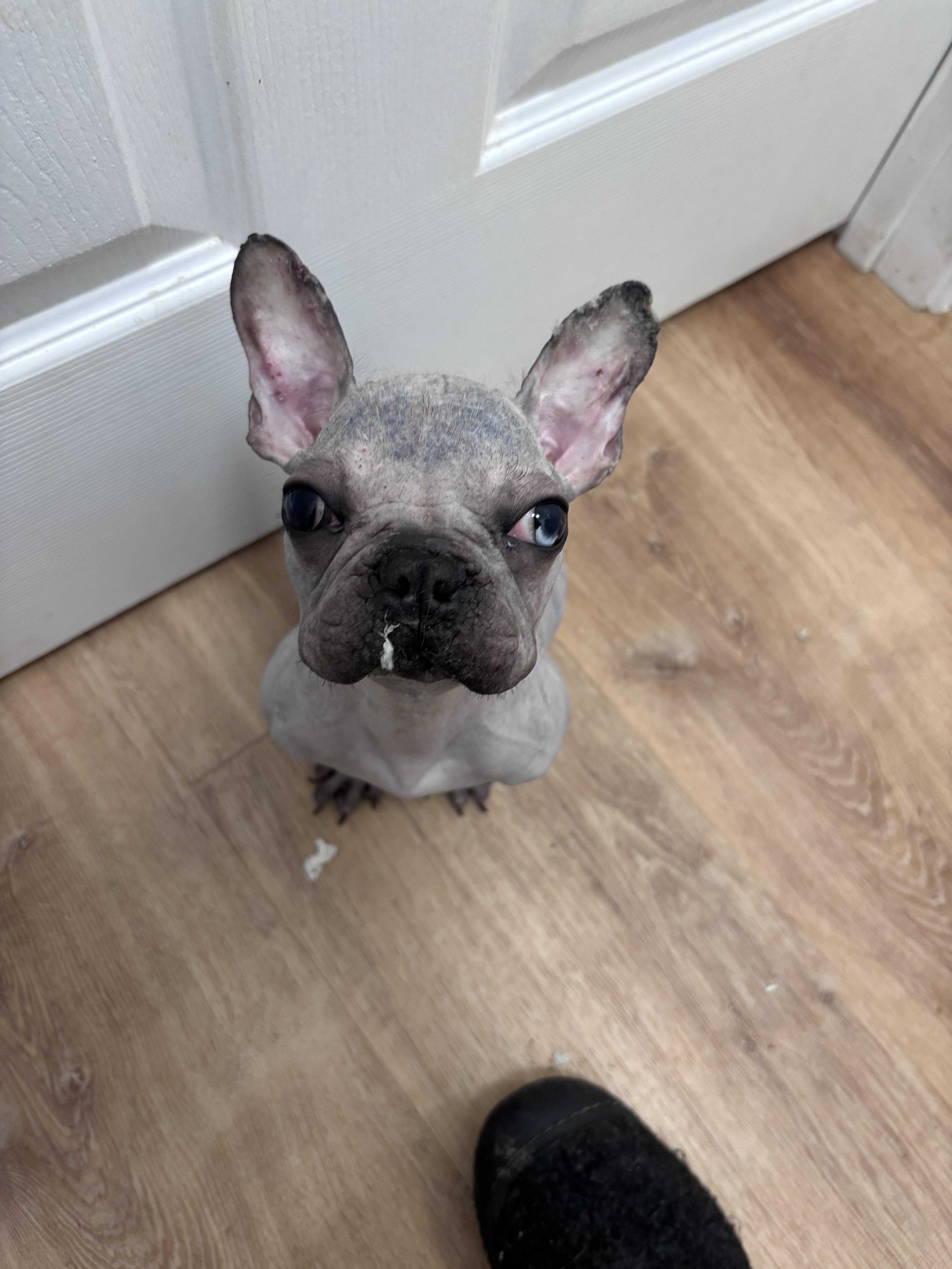 Enlarge Dolly, an adopted French Bulldog in Corona, CA image 1/3