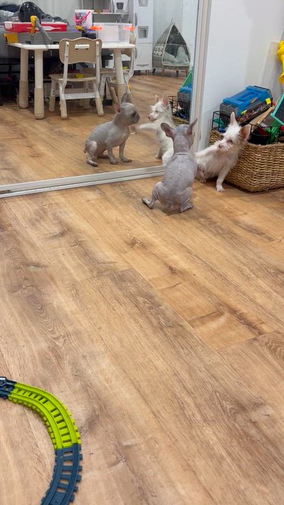 Enlarge Dolly, an adopted French Bulldog in Corona, CA video 3/3