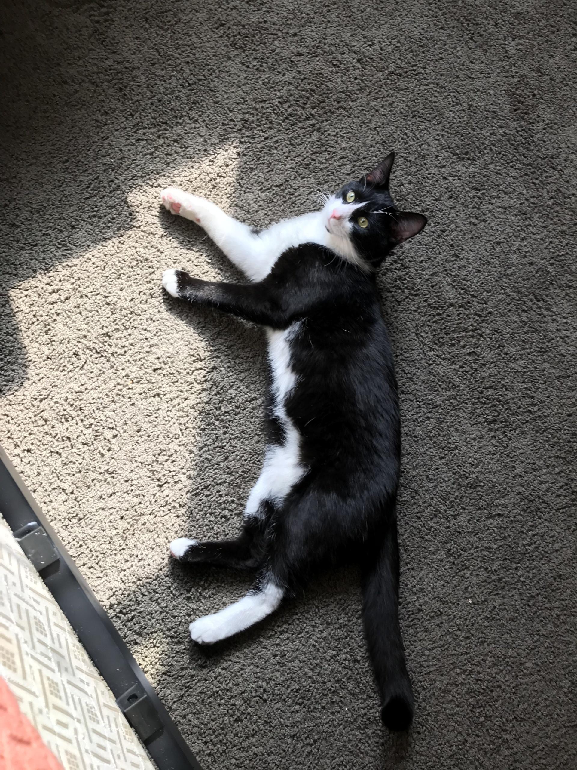 Coke A Cola, Adult Male Domestic Short Hair