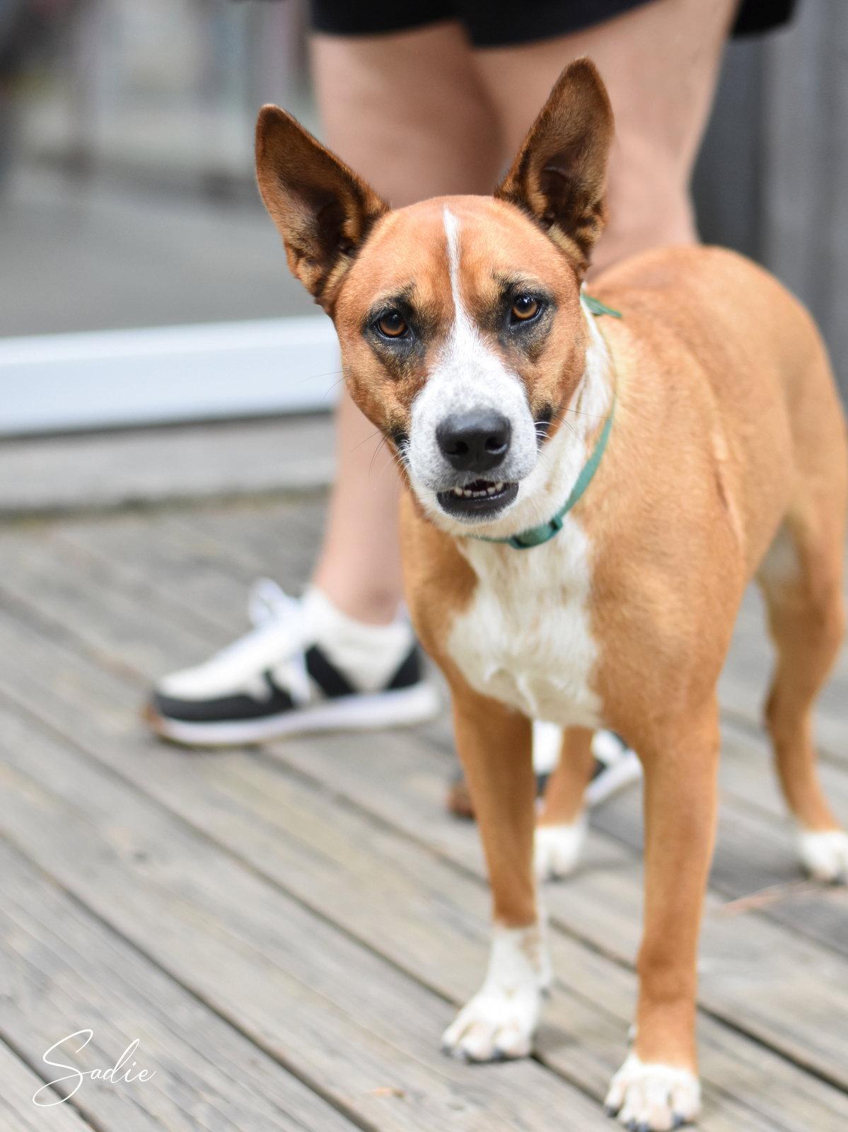Sadie, a Adoptable mixed breed in Montgomery, TX image 1/3