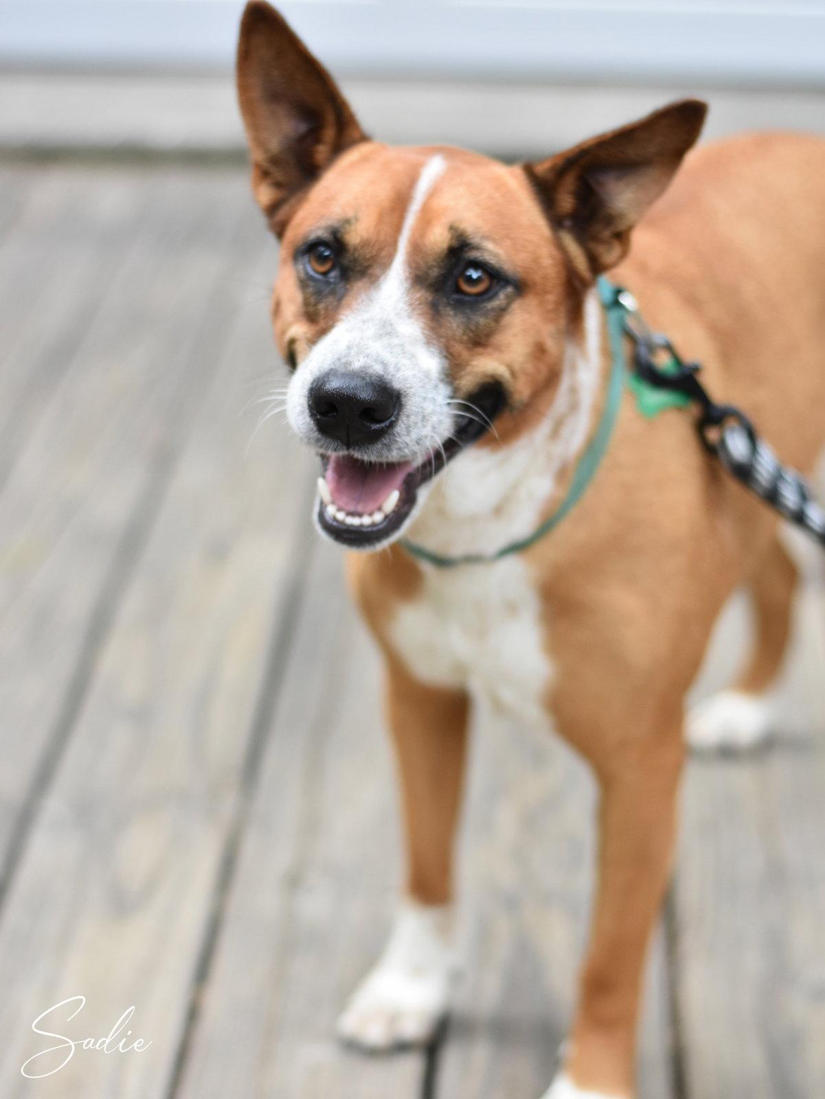 Sadie, a Adoptable mixed breed in Montgomery, TX image 2/3