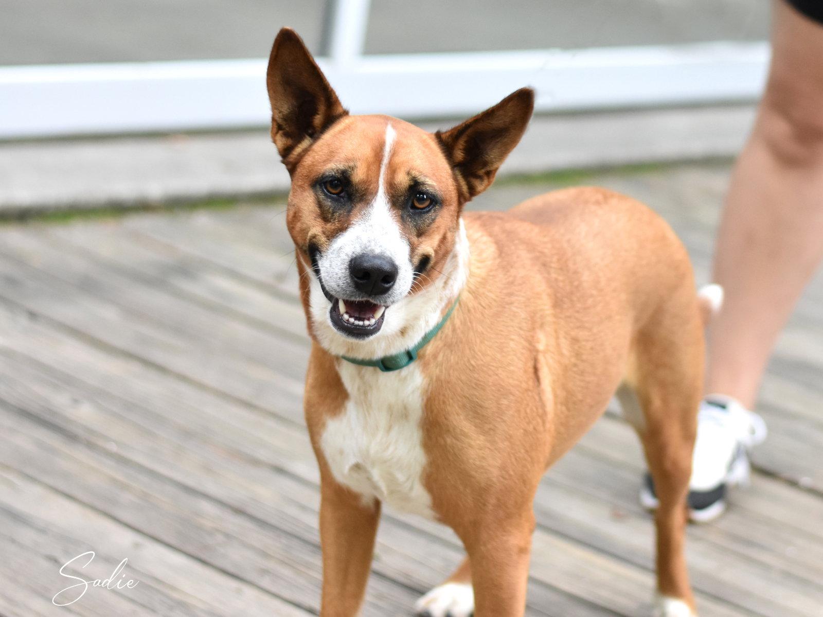 Sadie, a Adoptable mixed breed in Montgomery, TX image 3/3