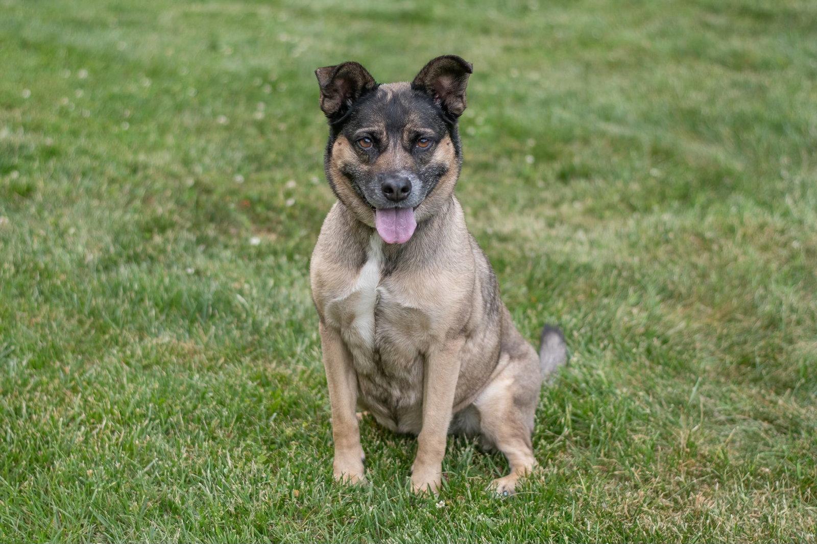Enlarge Luna, a Adoptable Husky in Charlotte, NC image 1/3