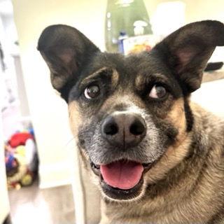 Enlarge Luna, a Adoptable Husky in Charlotte, NC image 1/3