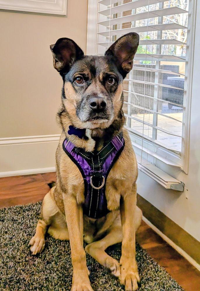 Luna, Adoptable, Senior Female Husky.