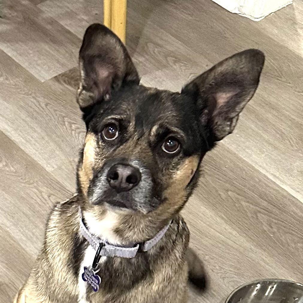 Enlarge Luna, a Adoptable Husky in Charlotte, NC image 2/3