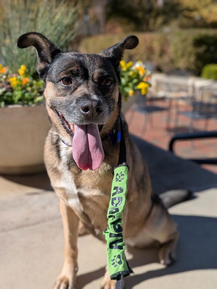 Luna, Adoptable, Senior Female Husky.