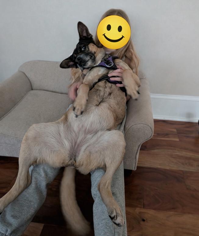 Enlarge Luna, a Adoptable Husky in Charlotte, NC image 3/3