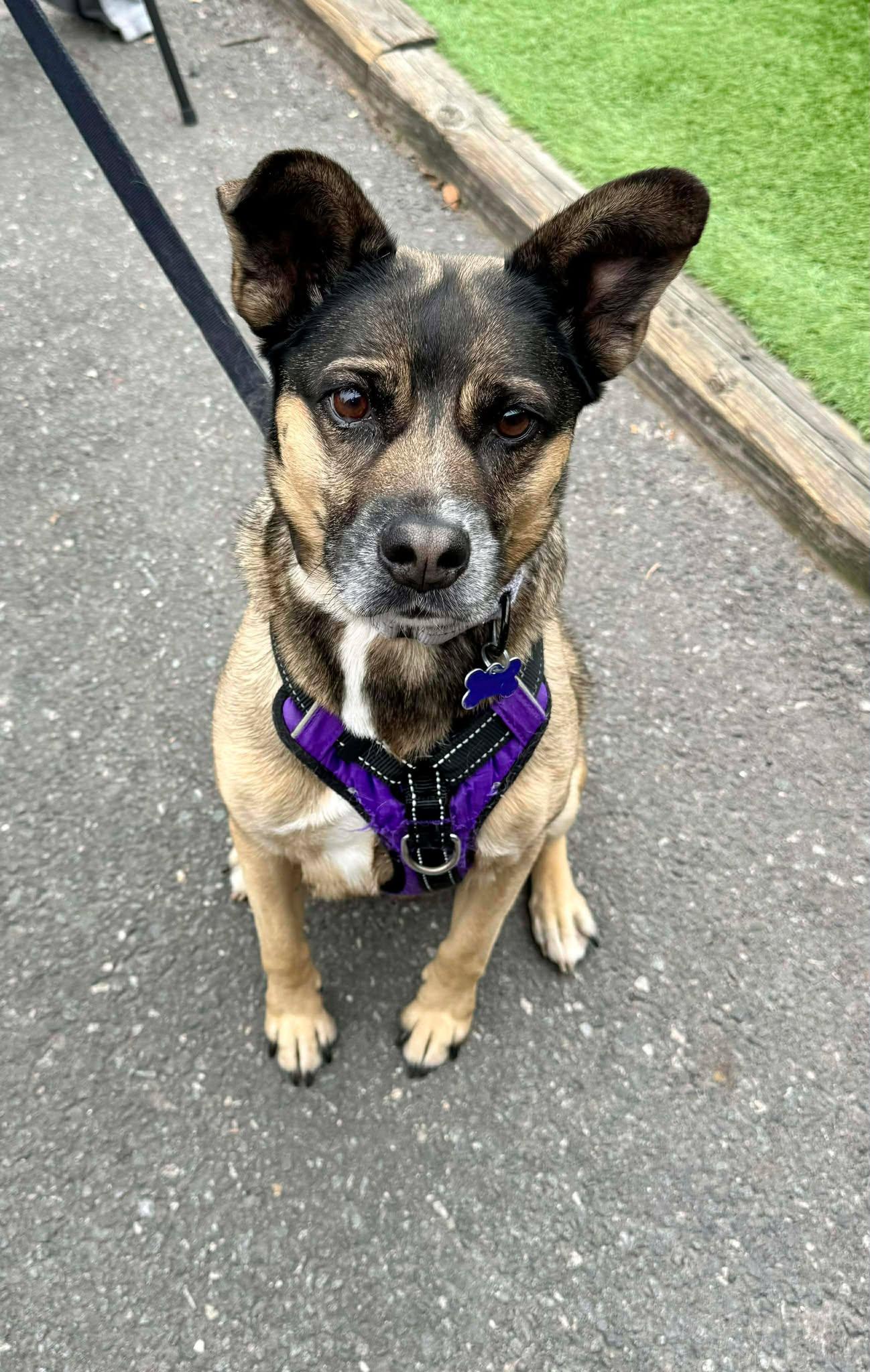 Enlarge Luna, a Adoptable Husky in Charlotte, NC image 2/3