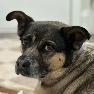 Enlarge Luna, a Adoptable Husky in Charlotte, NC image 3/3