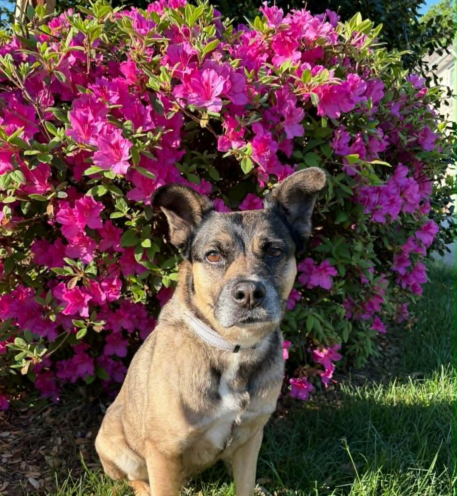 Luna, a Adoptable Husky in Charlotte, NC image 3/3