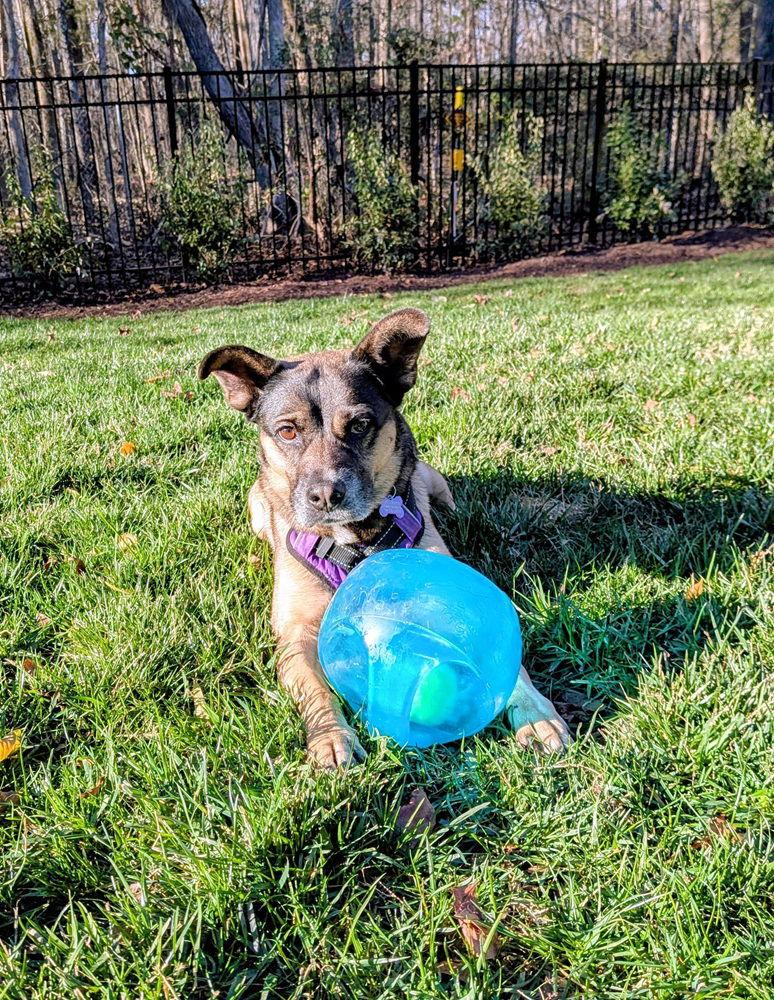 Enlarge Luna, a Adoptable Husky in Charlotte, NC image 3/3
