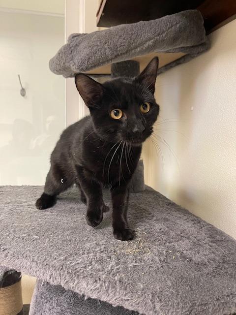 SIR CHARMS, Adoptable, Kitten Male Domestic Short Hair.