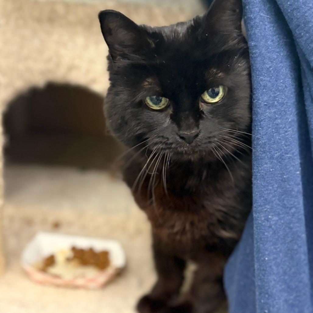 Mikey, a Adoptable Domestic Medium Hair in Bedford, NH image 1/4