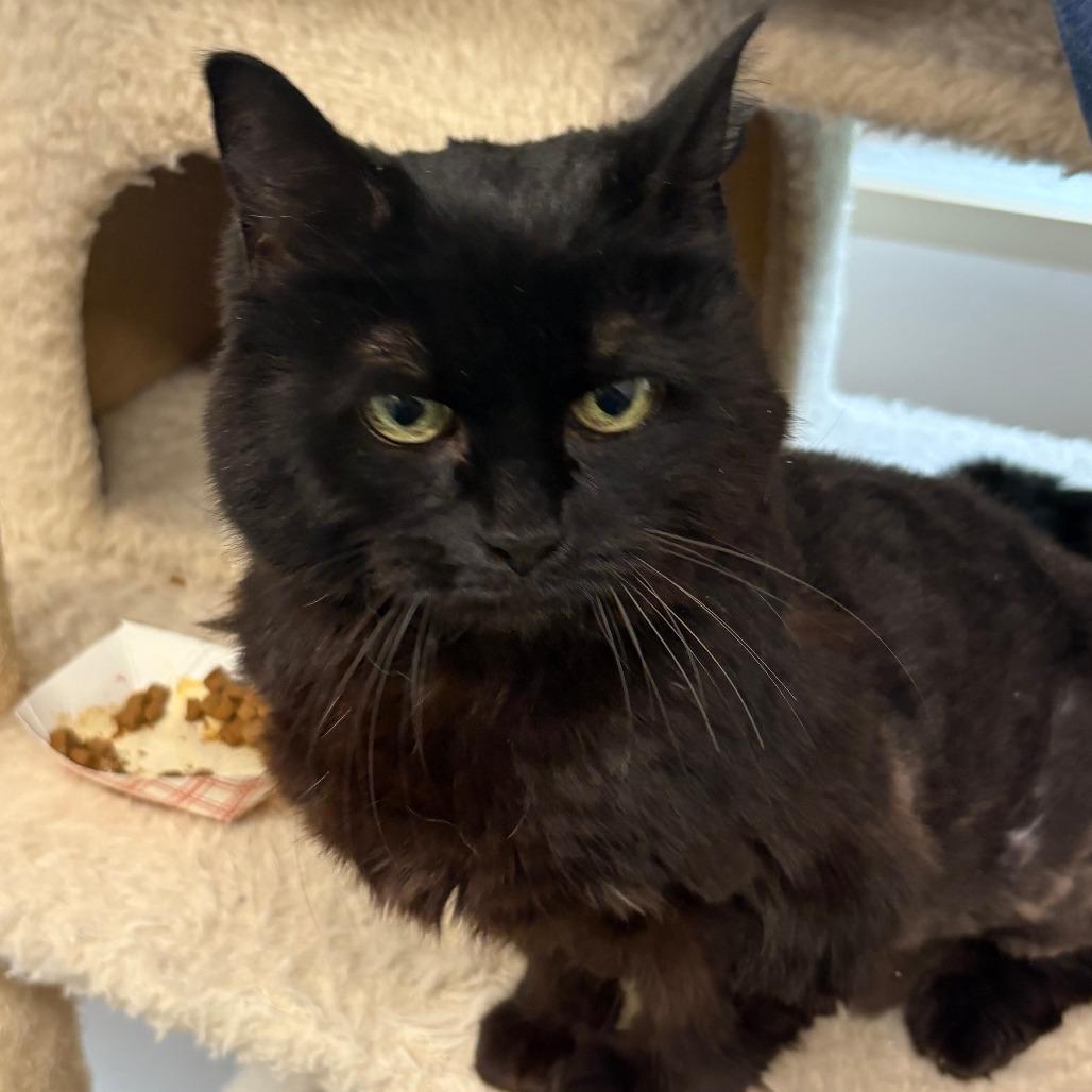 Mikey, a Adoptable Domestic Medium Hair in Bedford, NH image 2/4