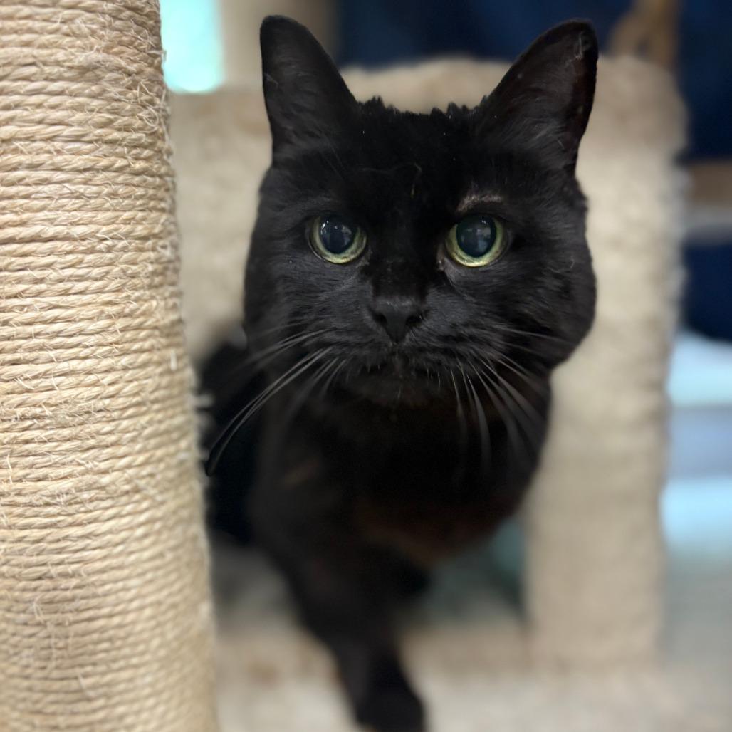 Mikey, a Adoptable Domestic Medium Hair in Bedford, NH image 3/4