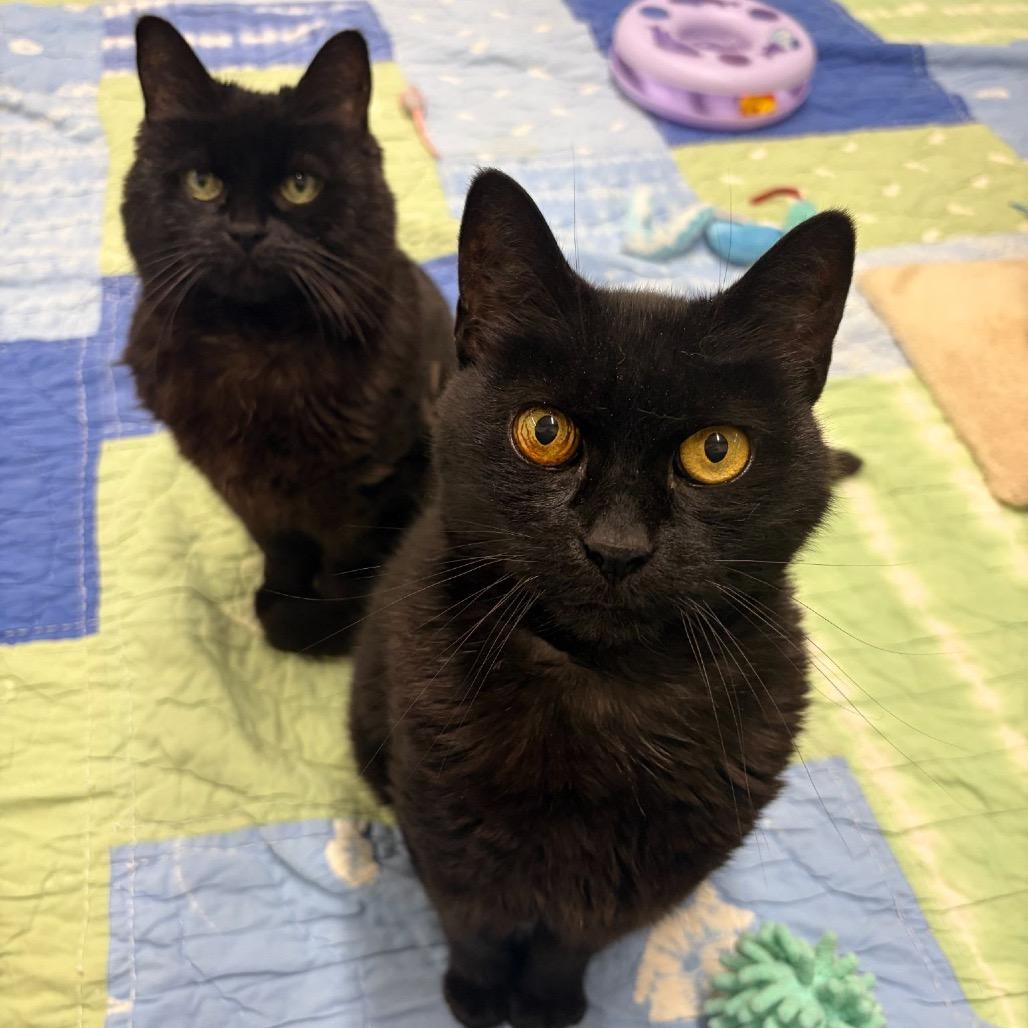 Mikey, a Adoptable Domestic Medium Hair in Bedford, NH image 4/4