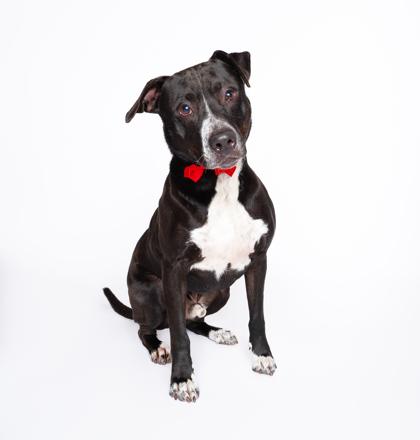 Sammy, Adoptable, Senior Male Mixed Breed & Mixed Breed.